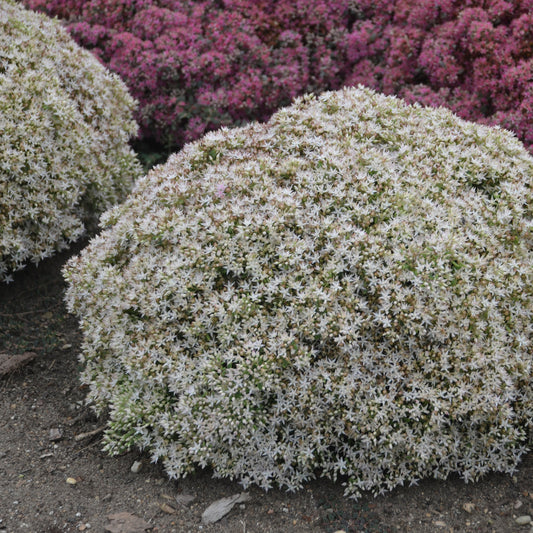 'BUNDLE OF JOY' Stonecrop (Sedum x 'bundle of joy'