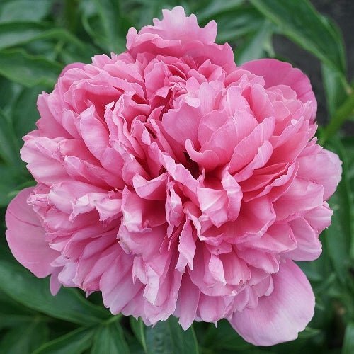'ROGER'S PINK' Peony (Paeonia x lactiflora 'roger's pink')