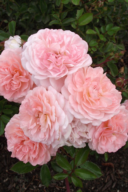 'APRICOT DRIFT' Shrub Rose (Rosa x 'apricot drift')