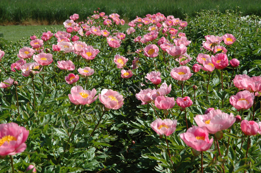 'ROSELETTE' Peony (Paeonia x lactiflora 'roselette')