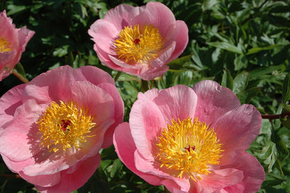 'ROSELETTE' Peony (Paeonia x lactiflora 'roselette')