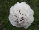 'FIRST SNOWFALL' 瑞雪 Tree Peony (Paeonia x suffruticosa 'rui xue/first snowfall')