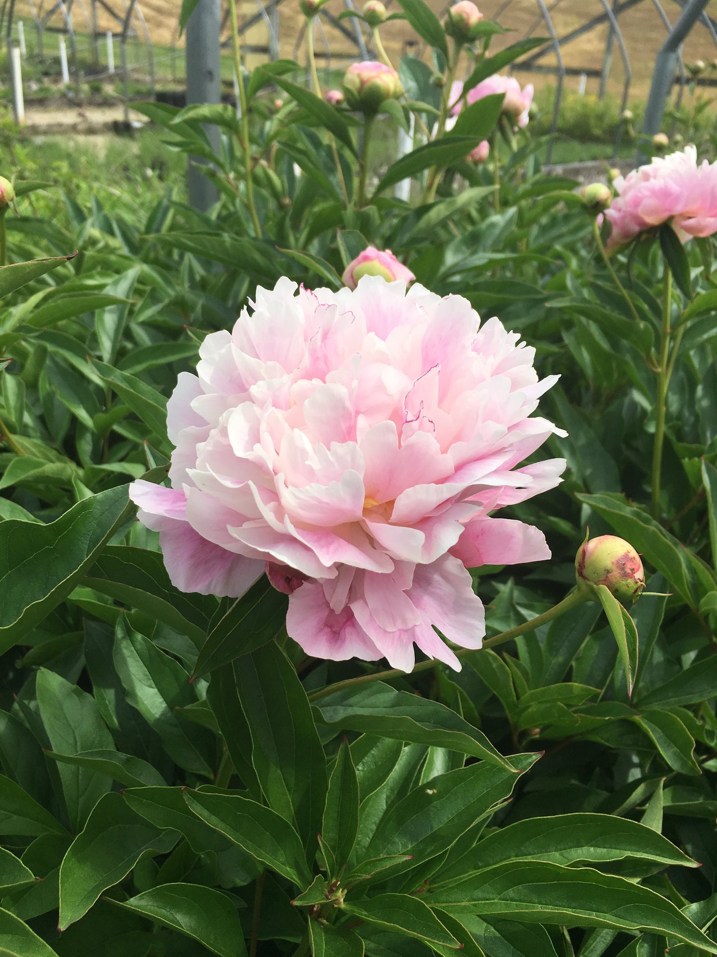 'COTTON CANDY' Peony (Paeonia x lactiflora 'cotton candy')