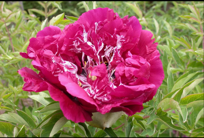 'PURPLE CROWN AND JADE SASH' 紫冠玉带 Tree Peony (Paeonia x suffruticosa 'zi guan yu dai/purple crown and jade sash')