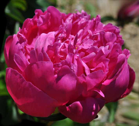 'SHAWNEE ROSE' Peony (Paeonia x