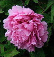 'SPIRIT GE JIN'S RIVAL' 胜葛巾 Tree Peony (Paeonia x suffruticosa 'sheng ge jin/Spirit Ge Jin's Rival')