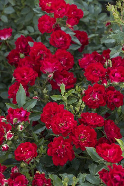 'RED DRIFT' Shrub Rose (Rosa x 'red drift')