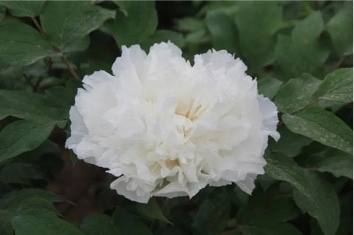 'SNOW WHITE' 白雪公主 Tree Peony (Paeonia x suffruticosa 'Bai xue gong zhu/snow white')