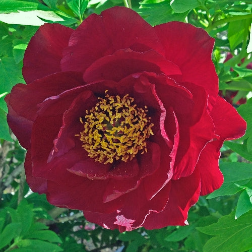 'SONOMA GUY SAVAL' Peony (Paeonia x lutea 'guy saval')