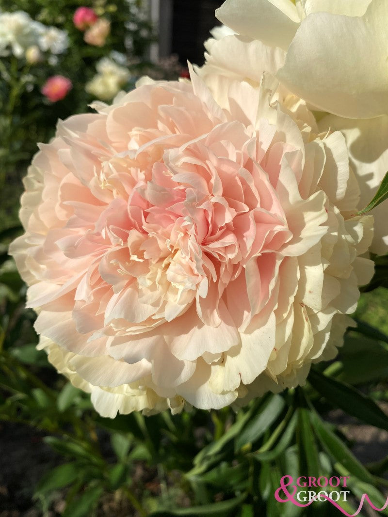 'SUMMER GLOW' Peony (Paeonia x lactiflora 'summer glow')