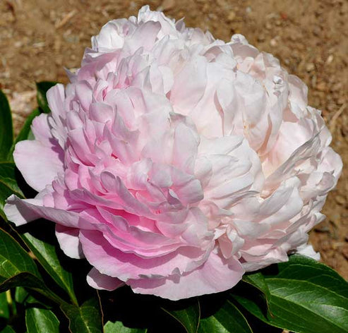 'SWEET 16' Peony (Paeonia x lactiflora 'sweet 16') – Champlain Peony ...