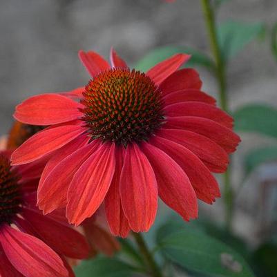 'FRANKLY SCARLET' Coneflower (Echinacea x 'frankly scarlet')