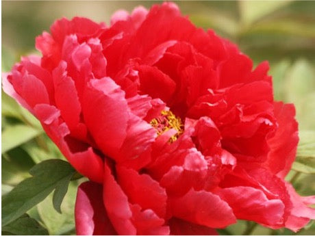 'THE SUN' 太阳 Tree Peony (Paeonia x suffruticosa 'tai yang/the sun')