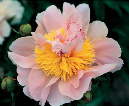 'TECUMSEH' Peony (Paeonia x lactiflora 'tecumseh)