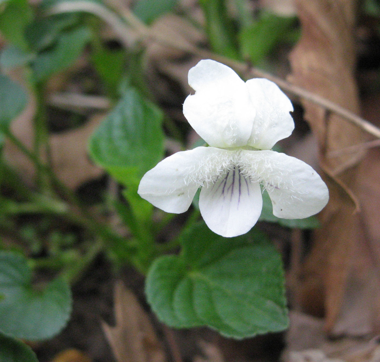 'PALE VIOLET' Striped Violet (Viola striata sp.)