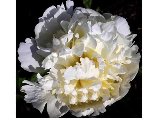 'WHITE MASTERPIECE' Peony (Paeonia x lactiflora 'white masterpiece')