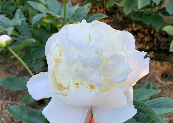 'WHITE ELEGANCE' Peony (Paeonia x lactiflora 'white elegance')