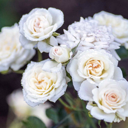 'WHITE DRIFT' Shrub Rose (Rosa x 'white drift')