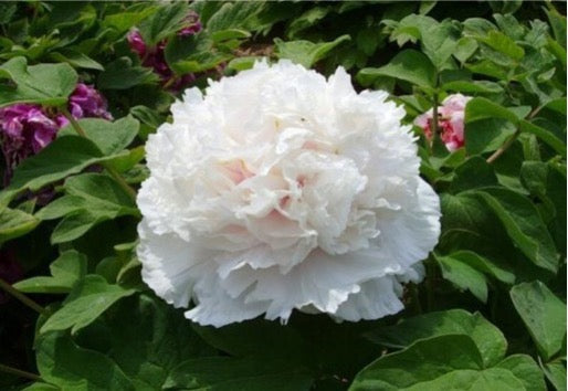 'FRAGRANT JADE' Tree Peony (Paeonia x suffruticosa '香玉-Xiang Yu')