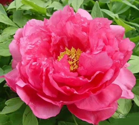 'RISING SUN SEEN FROM THE HARBOR' 旭港 Tree Peony (Paeonia x suffruticosa 'asahi-minato-'xu gang/harbor beauty')