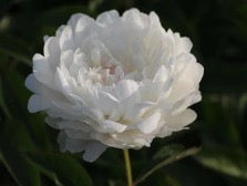 'CONCUBINE YANG COMES OUT OF  BATH'' Peony (Paeonia x lactiflora '杨妃出浴-Concubine Yang Comes Out of Bath')