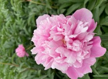 'JADE HIBISCUS' Peony (Paeonia x lactiflora '玉芙蓉-Yù Fúróng')