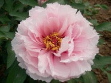 'BEAUTIFUL PEACH BLOSSOM' 玉面桃花 Tree peony (Paeonia x suffruticosa 'yu mian tao hua/beautiful peach blossom')