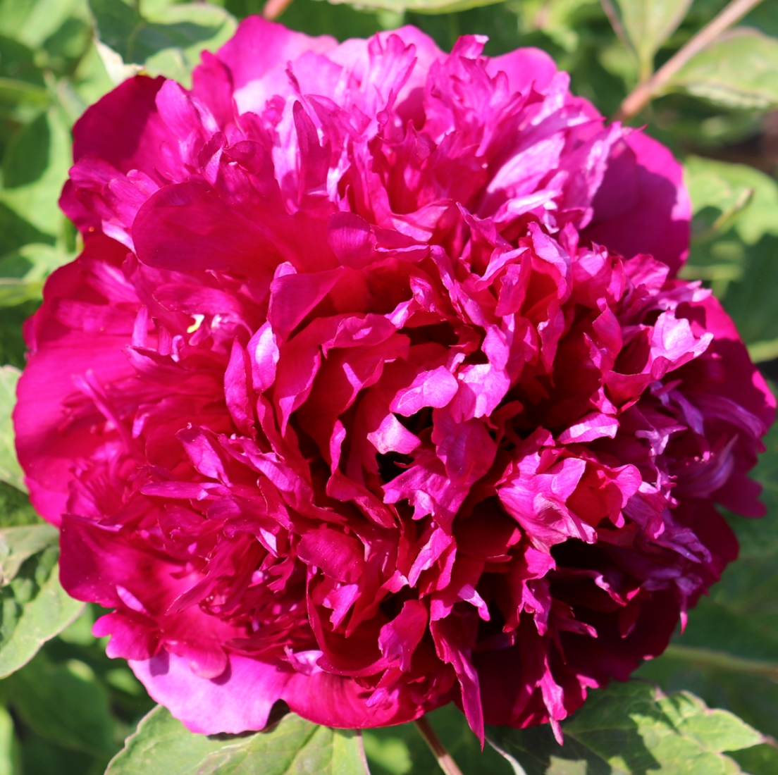 'PURPLE TOWER' 紫楼插翠 Tree Peony (Paeonia x suffruticosa 'zi lou cha cui/purple tower')