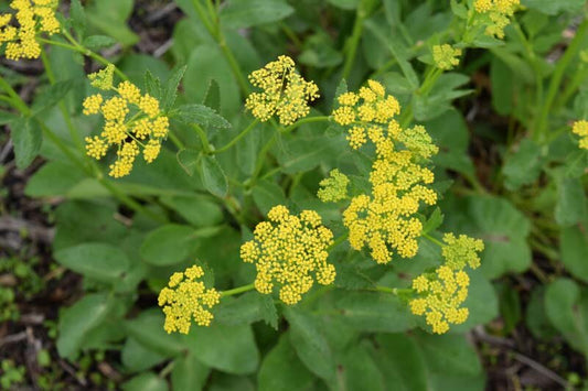 'GOLDEN ALEXANDER'S' Heart-leafed Meadow Zizia (Zizia aptera sp.)