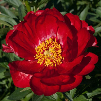 'RED RED ROSE' Peony (Paeonia x lactiflora 'red red rose')