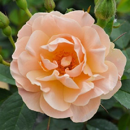 'ABOVE AND BEYOND' Climbing Rose (Rosa x 'above and beyond')