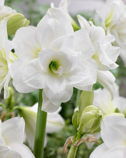 'ALASCA' Amaryllis (Hippeastrum x 'alasca')