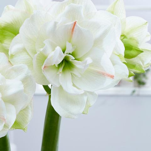 'ALFRESCO' Amaryllis (Hippeastrum x 'alfresco')