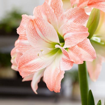 'AMADEUS' Amaryllis (Hippeastrum x 'amadeus')