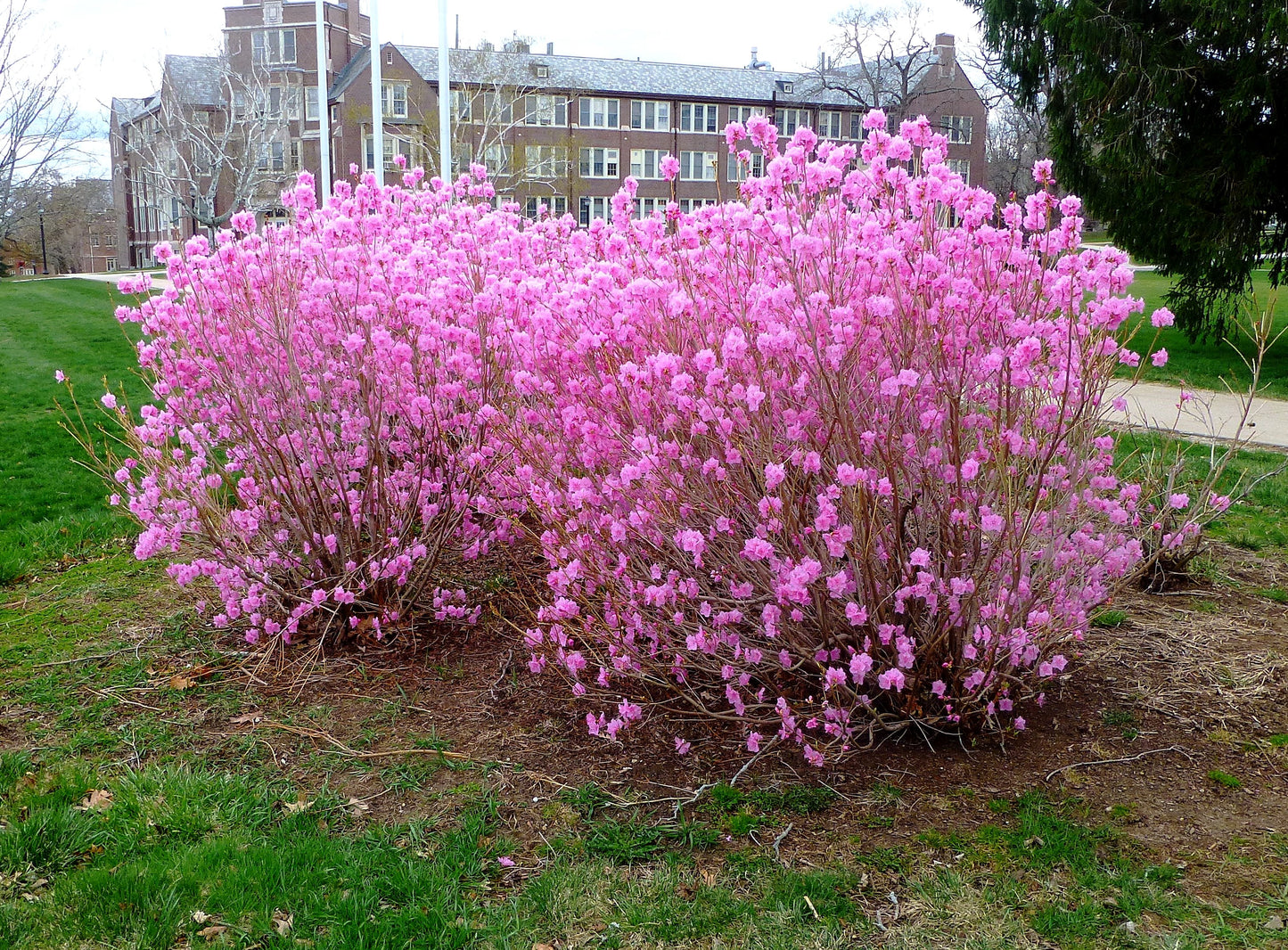 'CORNELL PINK' Korean Azalea (Rhododendron x mucronulatum 'cornell pink')