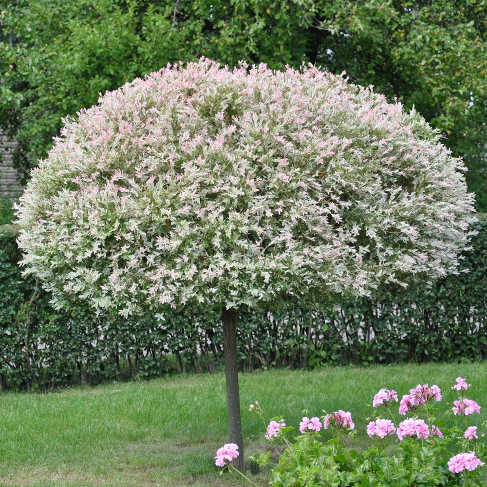 'HAKARO NISHIKI' White Dappled Willow (Salix integra x 'hakaro nishiki')