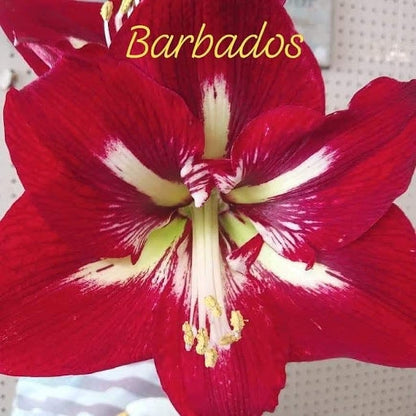 'BARBADOS' Amaryllis (Hippeastrum x 'barbados')