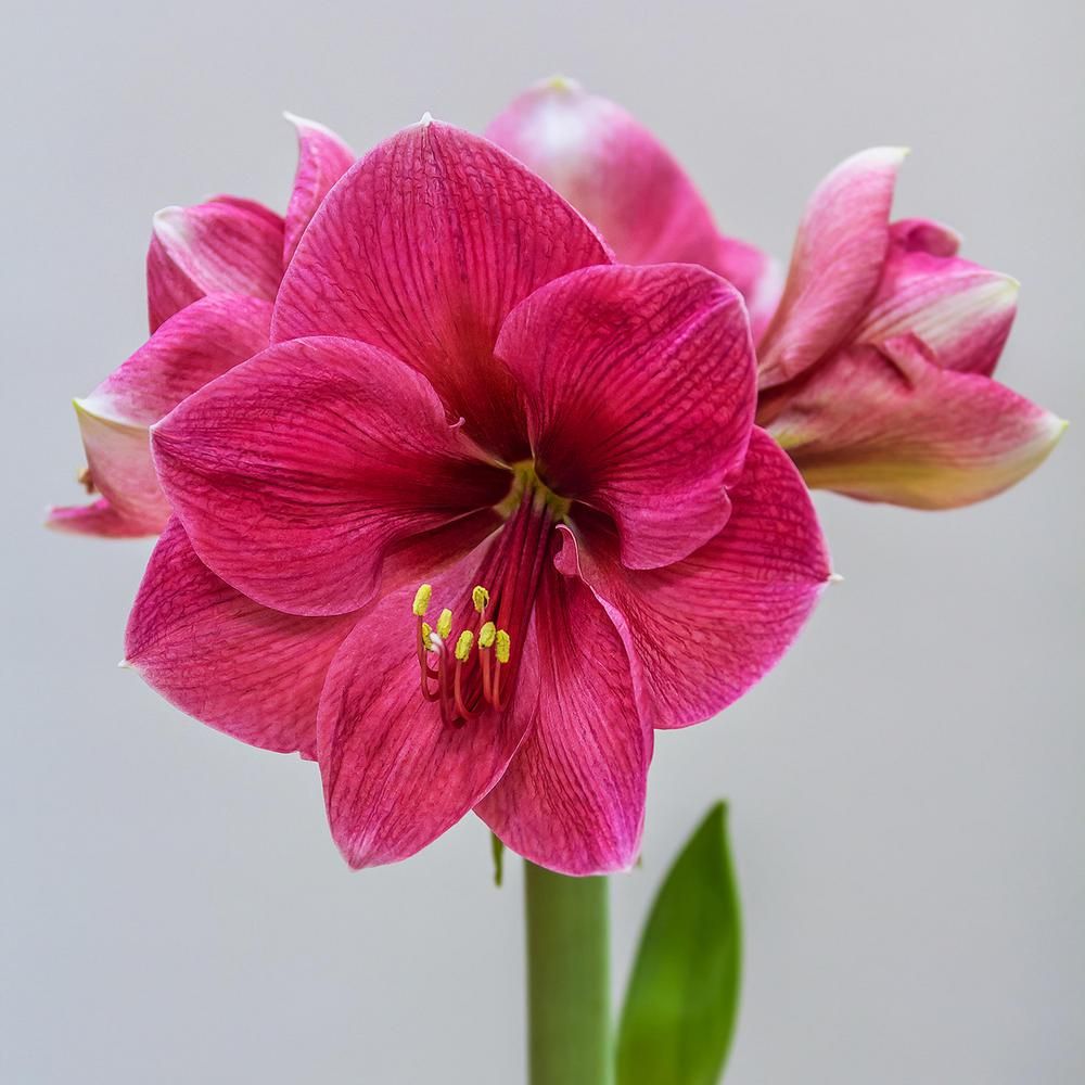 'PINK RIVAL' Amaryllis (Hippeastrum x 'pink rival')