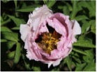 'BEES' SWEET LOVE' 蜂之恋 Tree Peony (Paeonia x suffruticosa 'feng zhi lian/bees' sweet love')