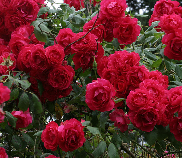 'BLAZE' Climbing Rose (Rosa x 'blaze')