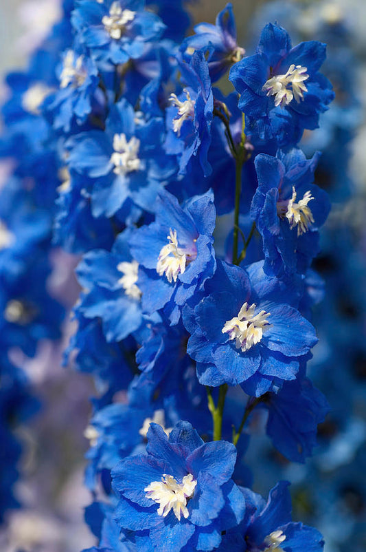 'COBALT DREAMS' Delphinium (Delphinium x 'cobalt dreams')