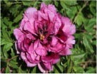 'BLUE CLOAKED' 蓝帐彩帏 Tree Peony (Paeonia x suffruticosa 'lan chang cai hui/blue cloaked')