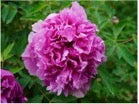 'BLUE JADE CROWN' 蓝冠玉带 Tree Peony (Paeonia x suffruticosa 'lan guan yu dai/blue jade crown')