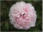 'BLUE LADY' 蓝线女 Tree Peony (Paeonia x suffruticosa 'lan xian nu/blue lady')