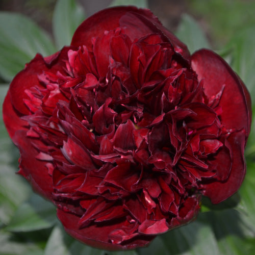 'BOB' Peony (Paeonia x lactiflora 'bob')