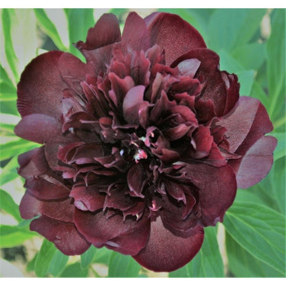 'BOB' Peony (Paeonia x lactiflora 'bob')