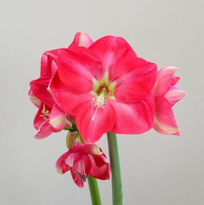 'BOLERO' Amaryllis (Hippeastrum x 'bolero')