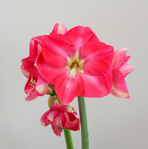 'BOLERO' Amaryllis (Hippeastrum x 'bolero')