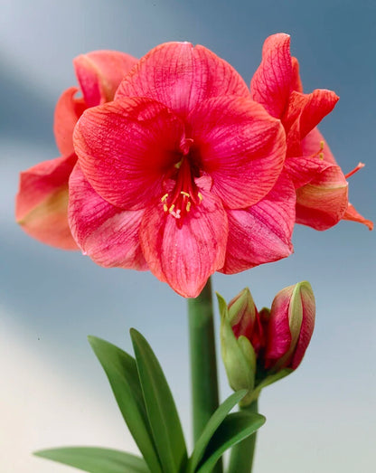 'BOLERO' Amaryllis (Hippeastrum x 'bolero')