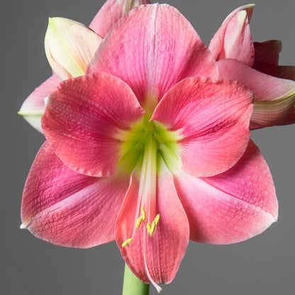 'BOLERO' Amaryllis (Hippeastrum x 'bolero')